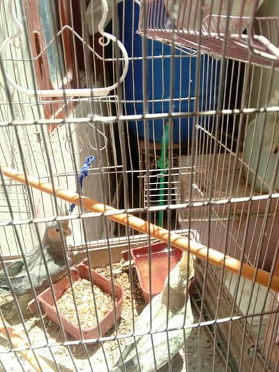 cocktail for sale