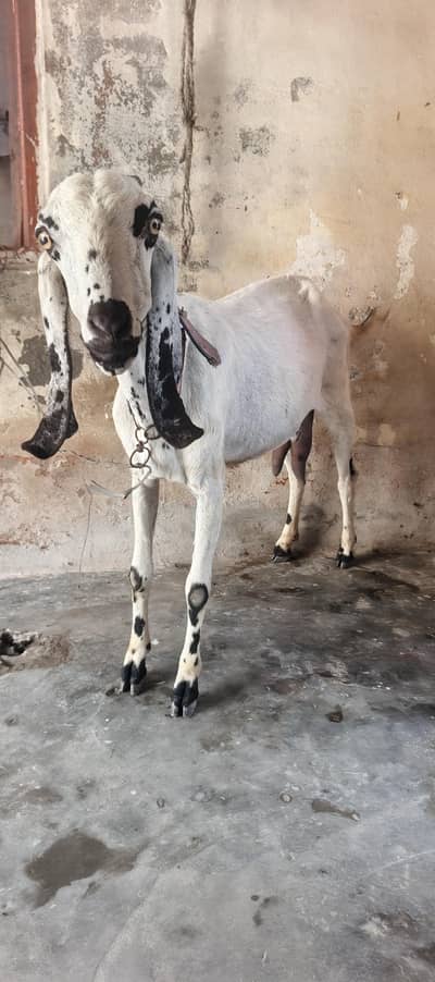 Desi Bakri