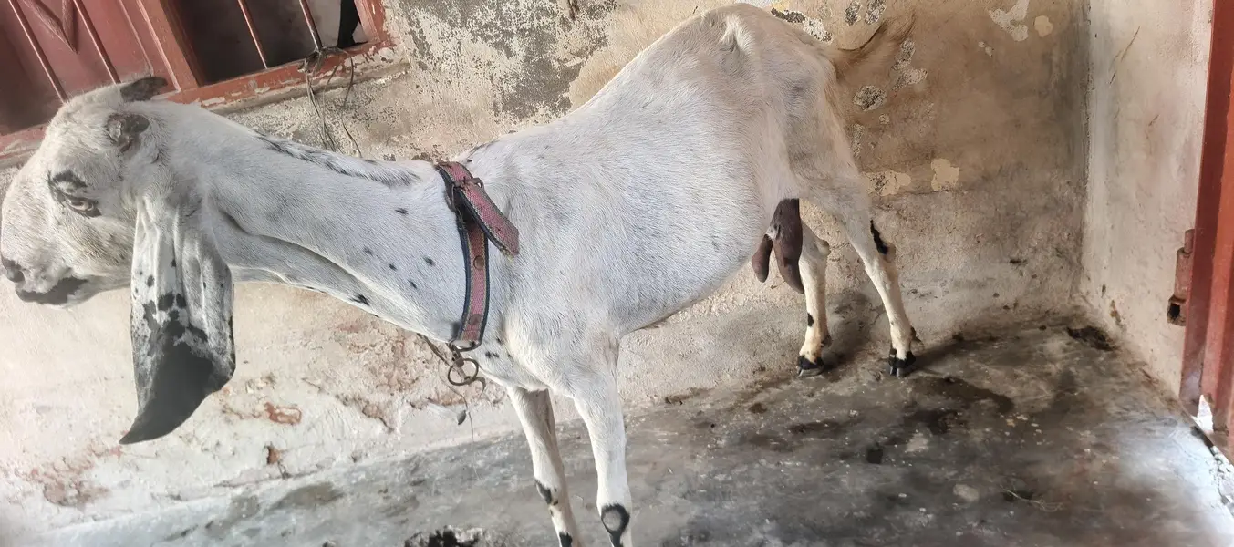 Desi Bakri — photo 2