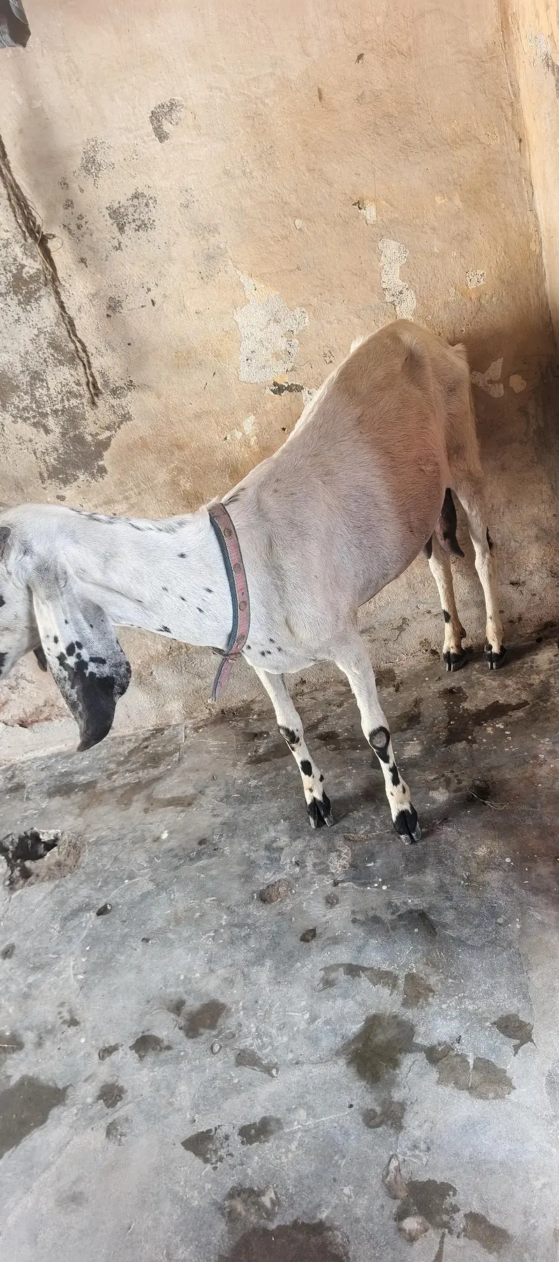 Desi Bakri — photo 3