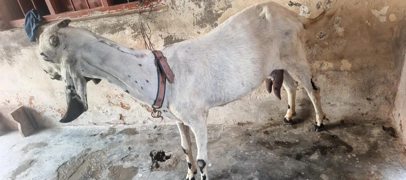 Desi Bakri — photo 4