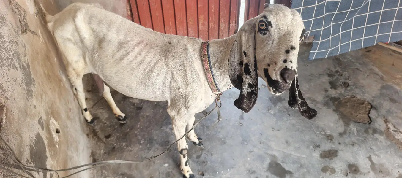 Desi Bakri — photo 5