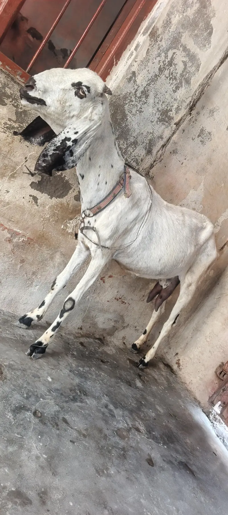 Desi Bakri — photo 6