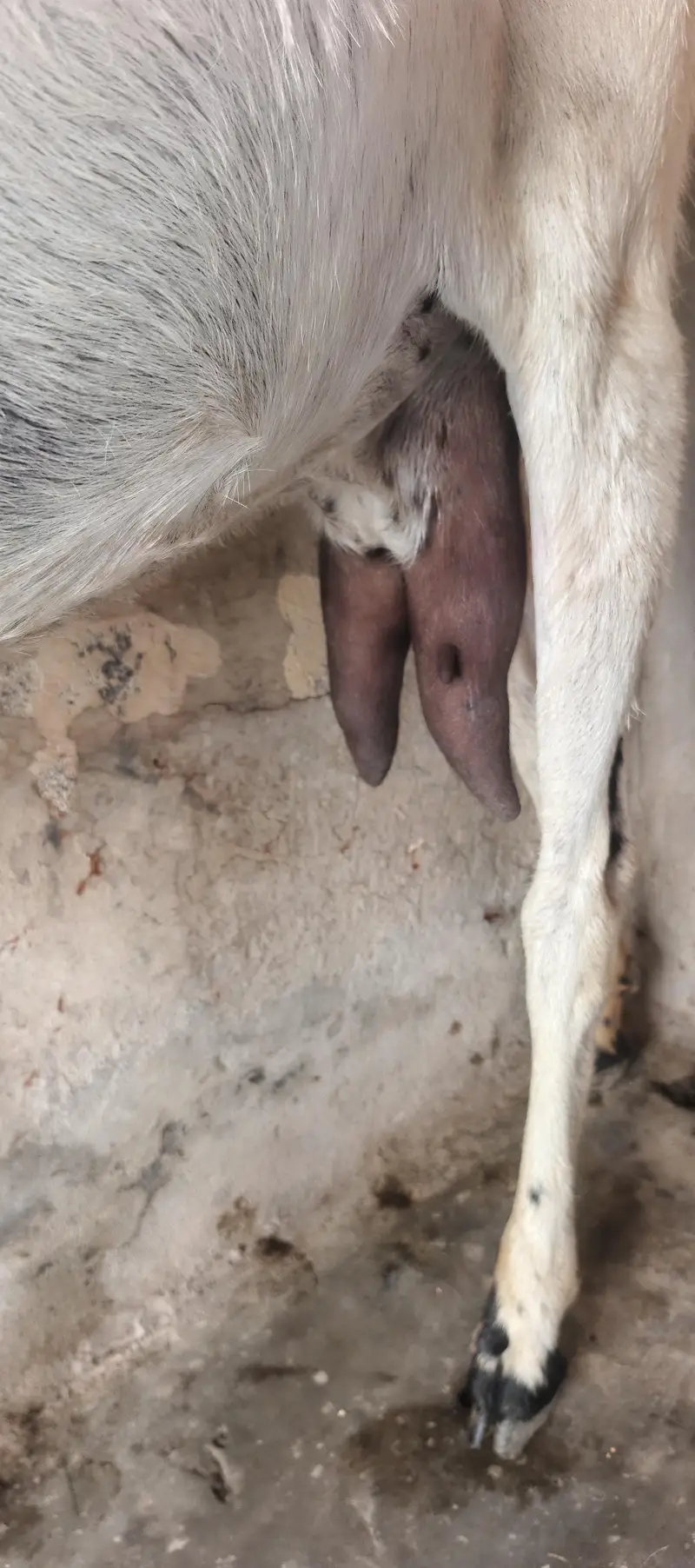 Desi Bakri — photo 7