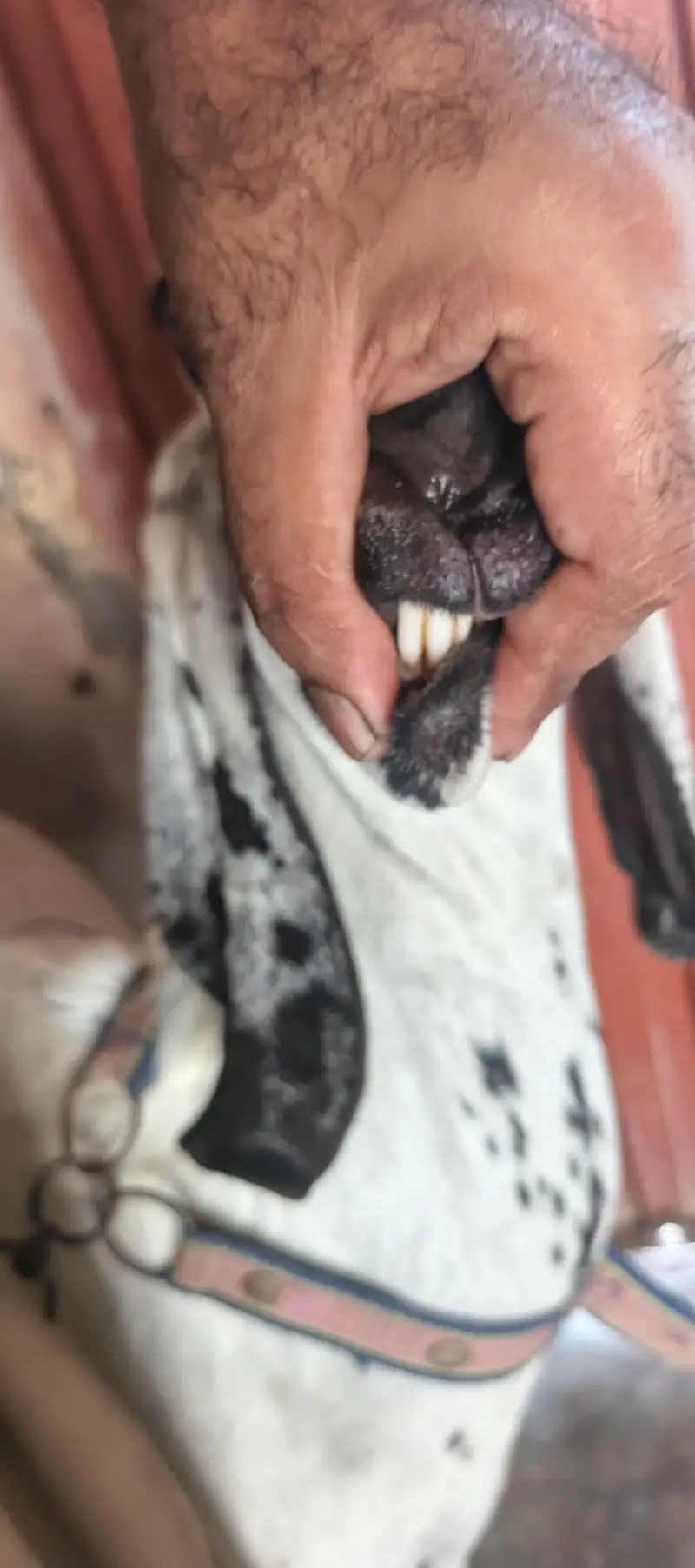 Desi Bakri — photo 8