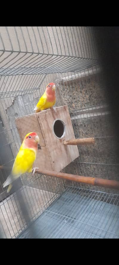 love Bird Pair For Sale۔