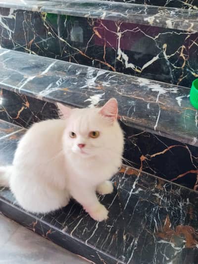 Persian mle cat for sale(Neutral)