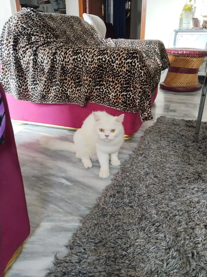 Pure Persian Cat for Sale — photo 2