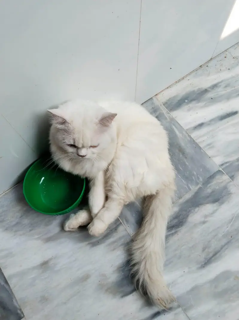 Pure Persian Cat for Sale — photo 3