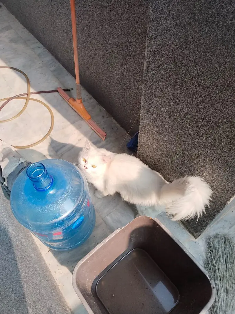 Pure Persian Cat for Sale — photo 4