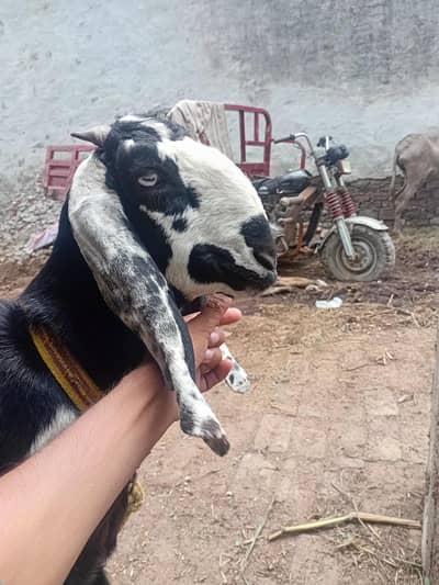 beetal cross bakri