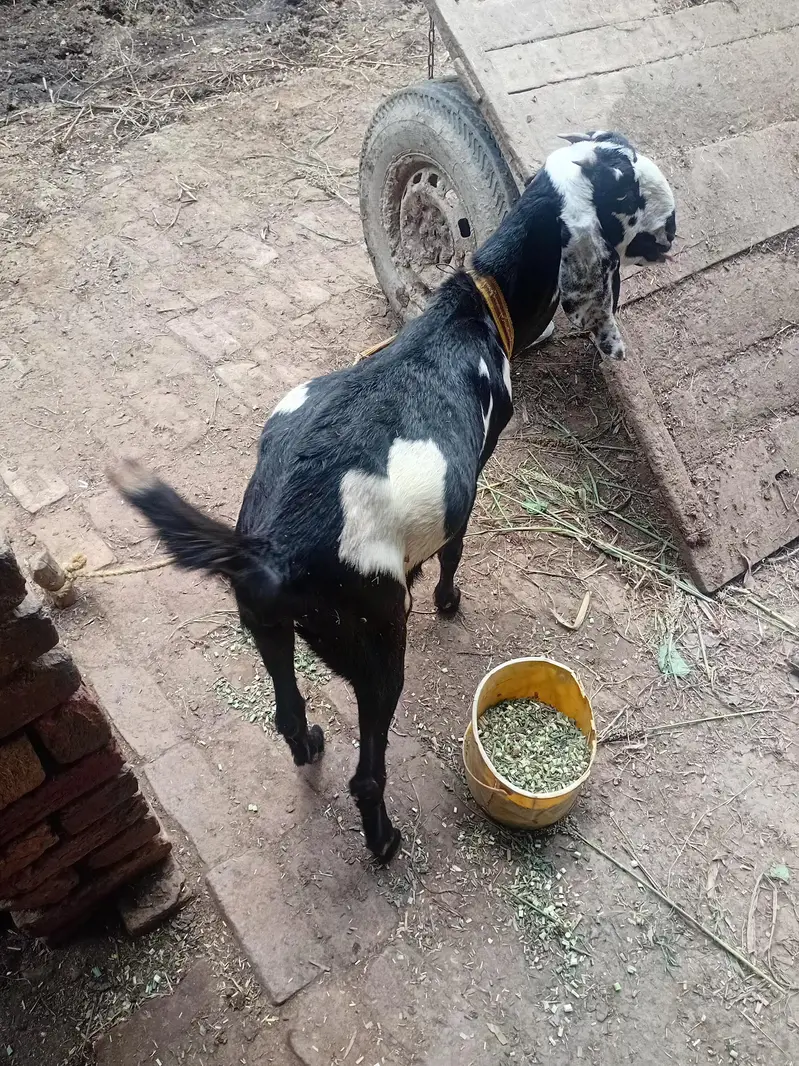 beetal cross bakri — photo 2