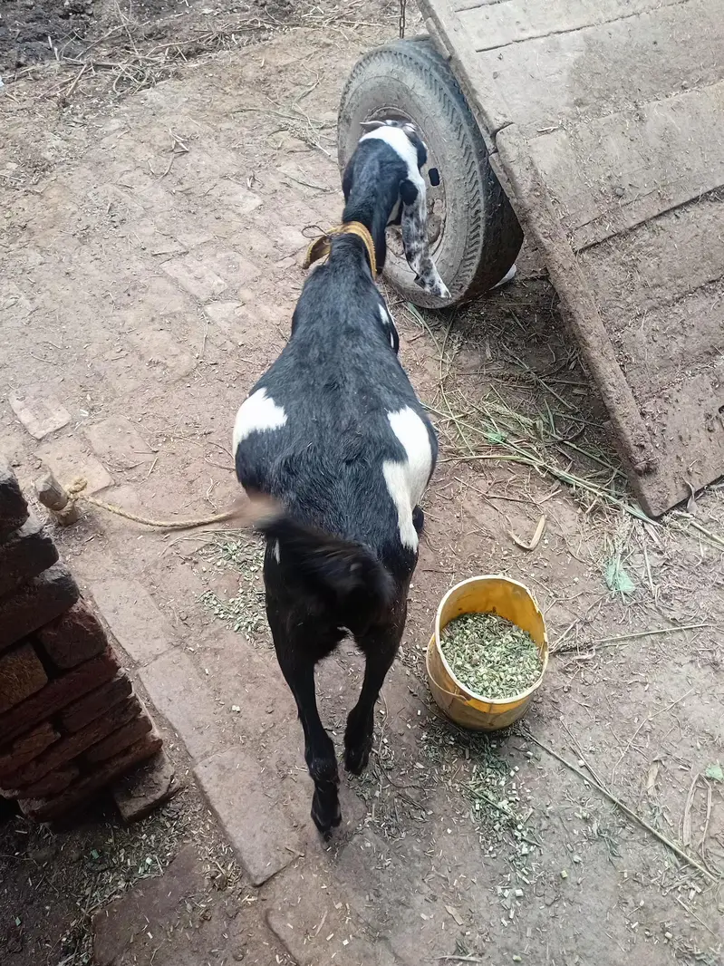 beetal cross bakri — photo 3