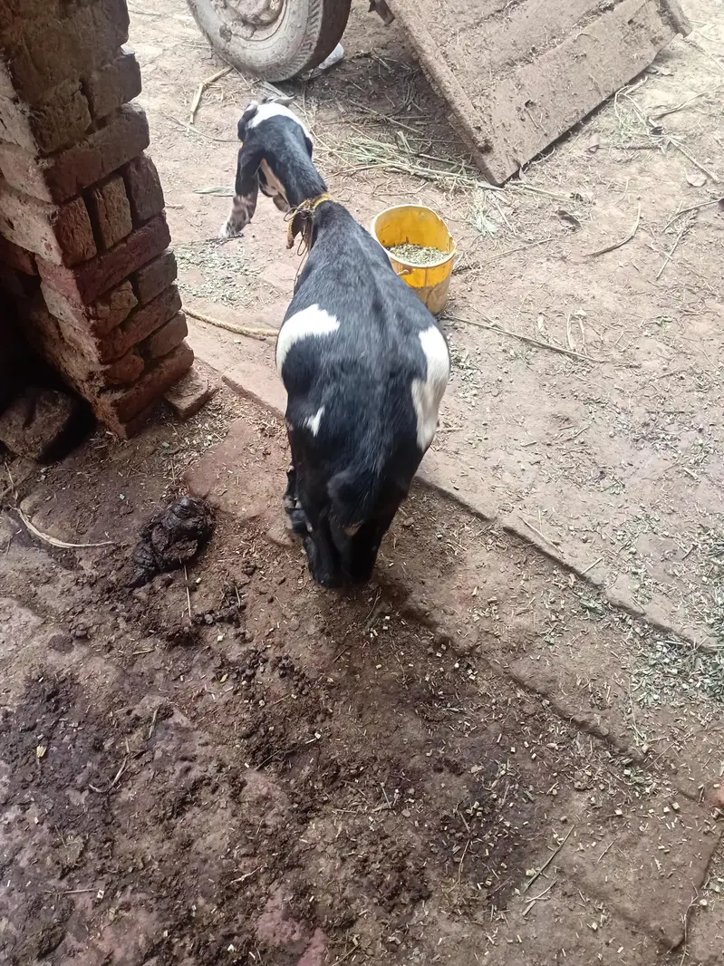 beetal cross bakri — photo 4