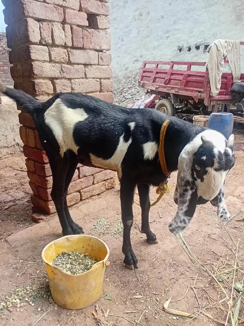 beetal cross bakri — photo 5