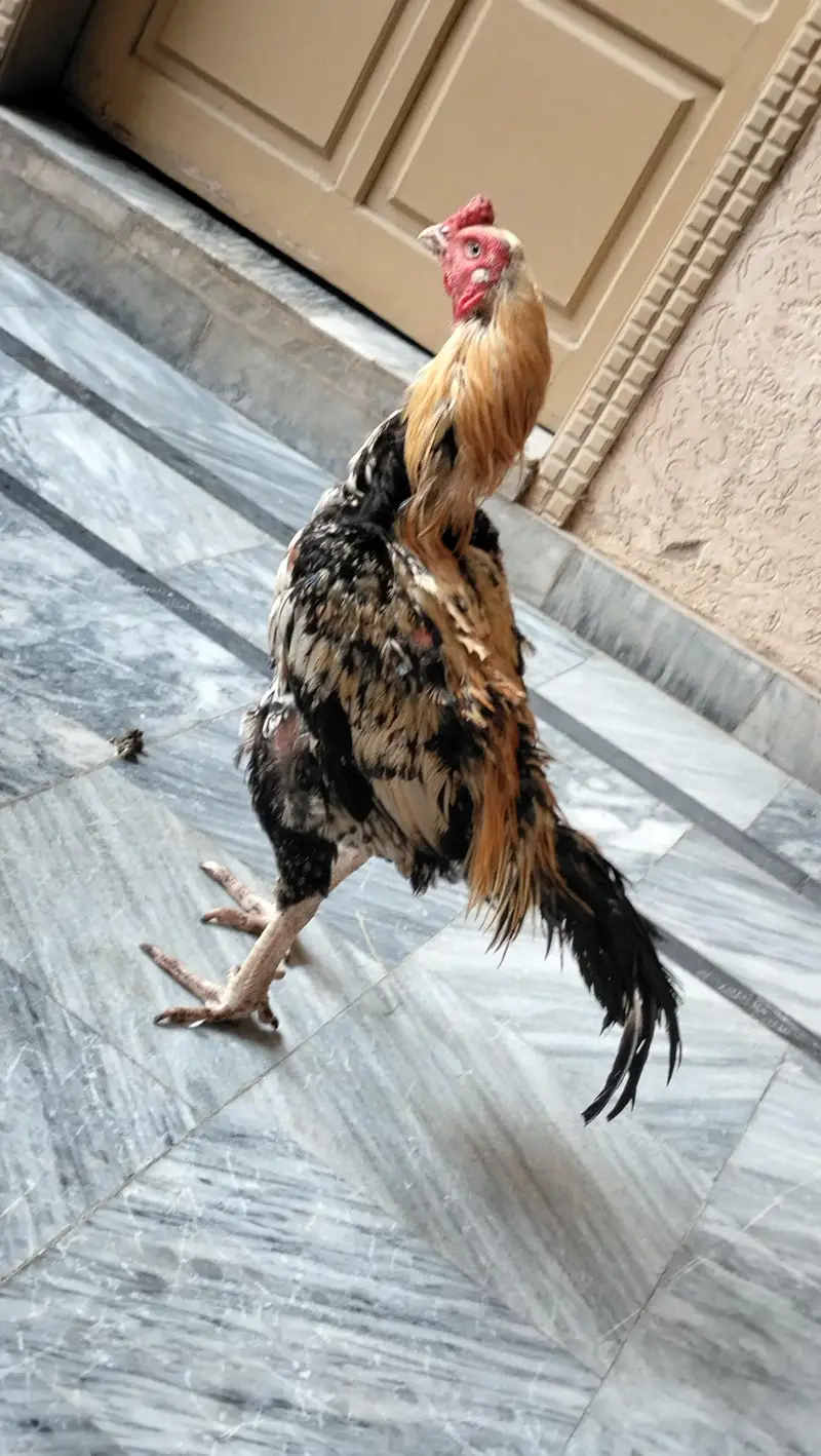aseel jawa — photo 2