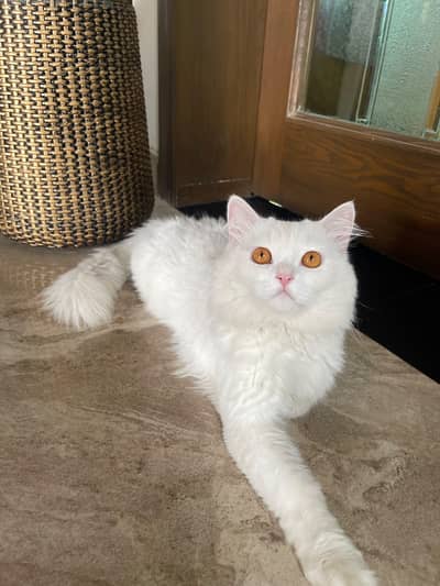 white Persian cat