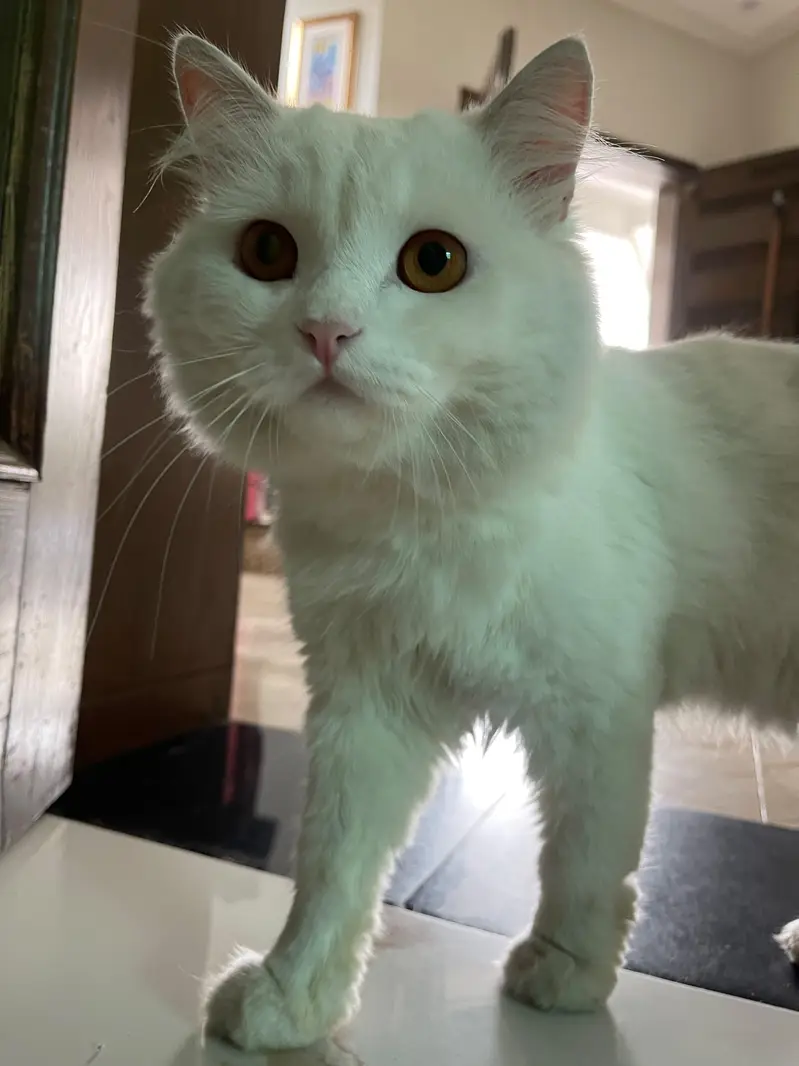 white Persian cat — photo 2