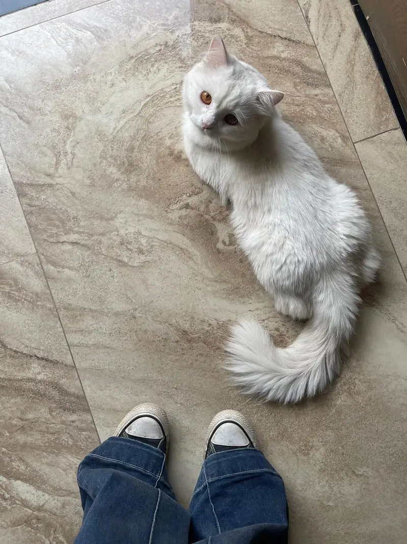 white Persian cat — photo 3
