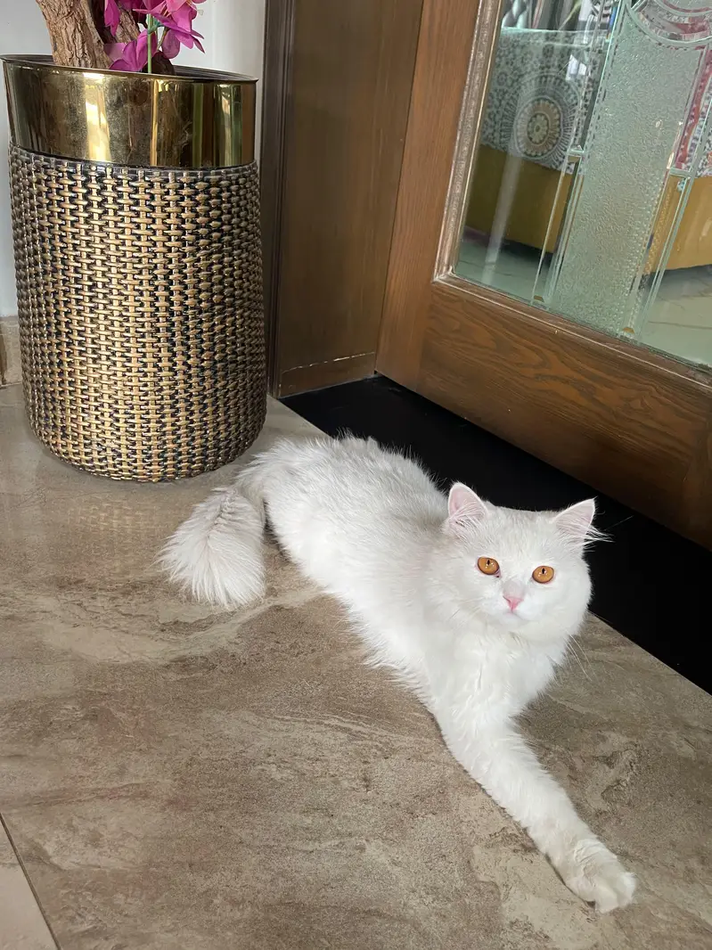 white Persian cat — photo 4