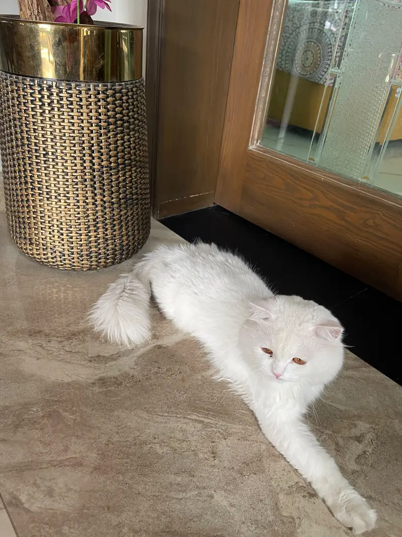 white Persian cat — photo 5