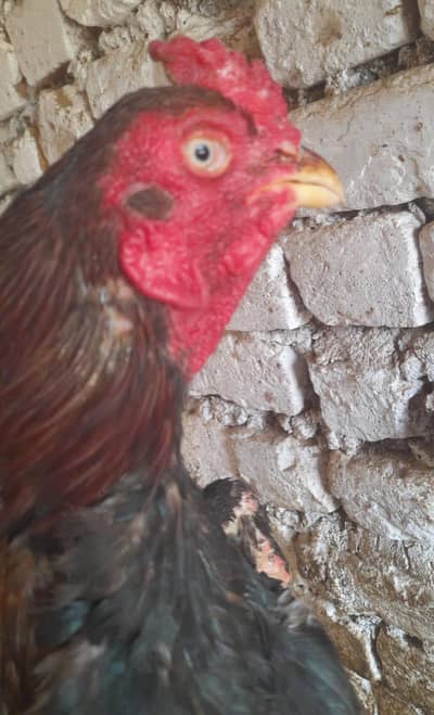 for sale morgah rawalpindi wtps  no 03185762063