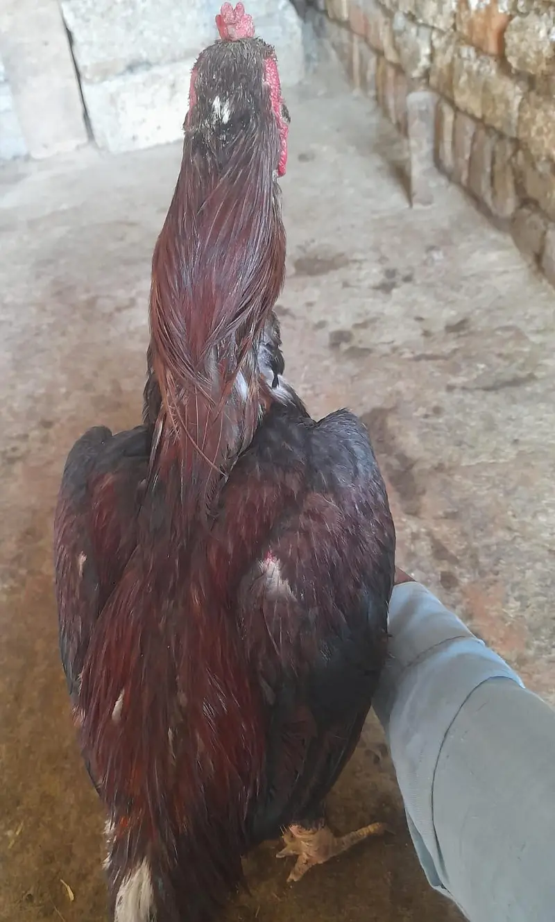 for sale morgah rawalpindi wtps  no 03185762063 — photo 3