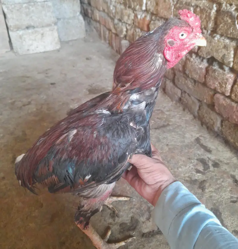 for sale morgah rawalpindi wtps  no 03185762063 — photo 4