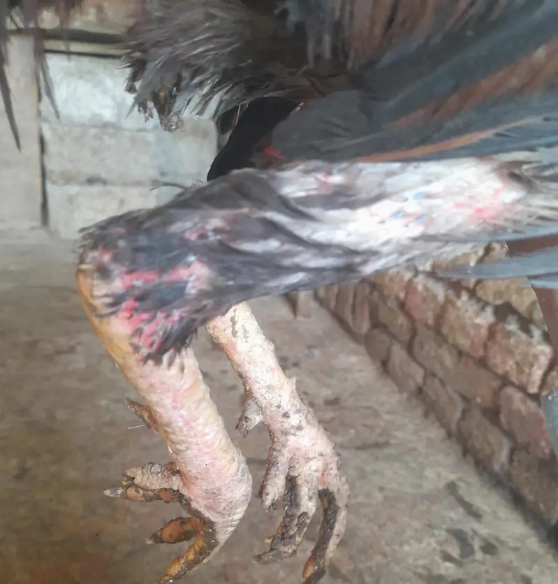 for sale morgah rawalpindi wtps  no 03185762063 — photo 5