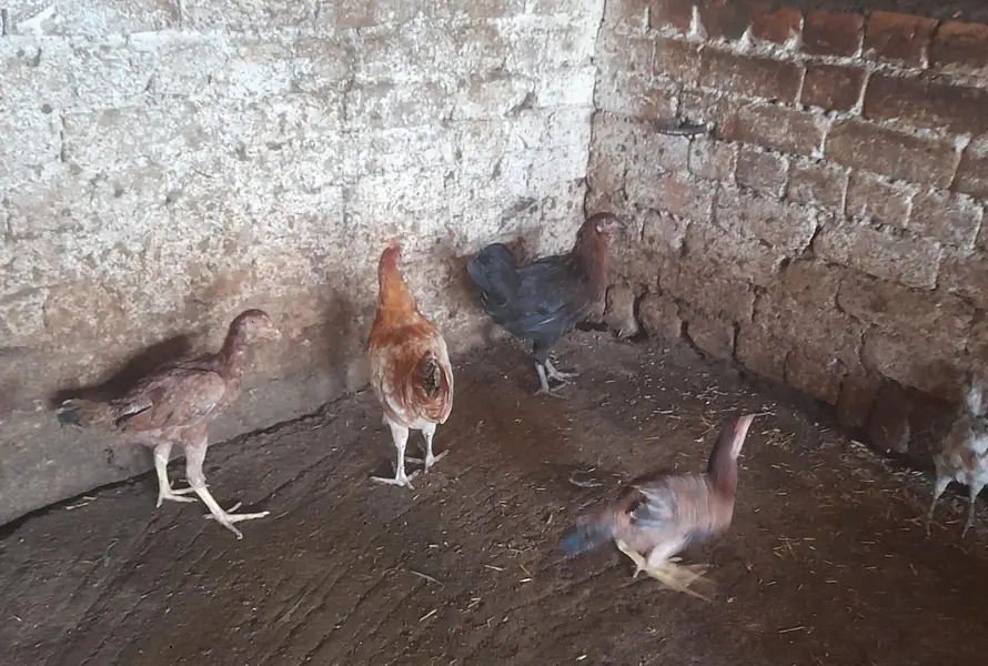 for sale morgah rawalpindi wtps  no 03185762063 — photo 6