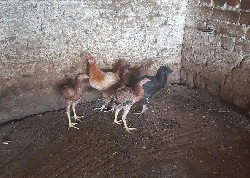 for sale morgah rawalpindi wtps  no 03185762063 — photo 7