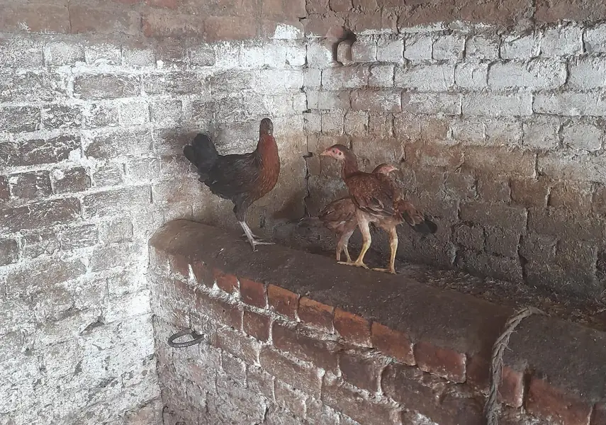 for sale morgah rawalpindi wtps  no 03185762063 — photo 8