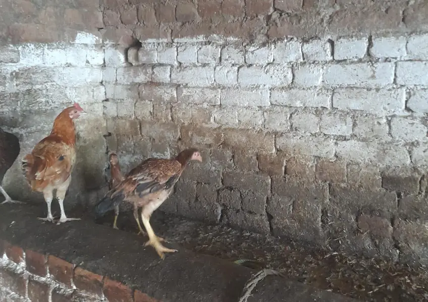 for sale morgah rawalpindi wtps  no 03185762063 — photo 9