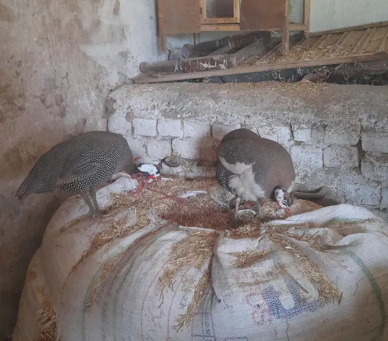 for sale morgah rawalpindi wtps  no 03185762063 — photo 10