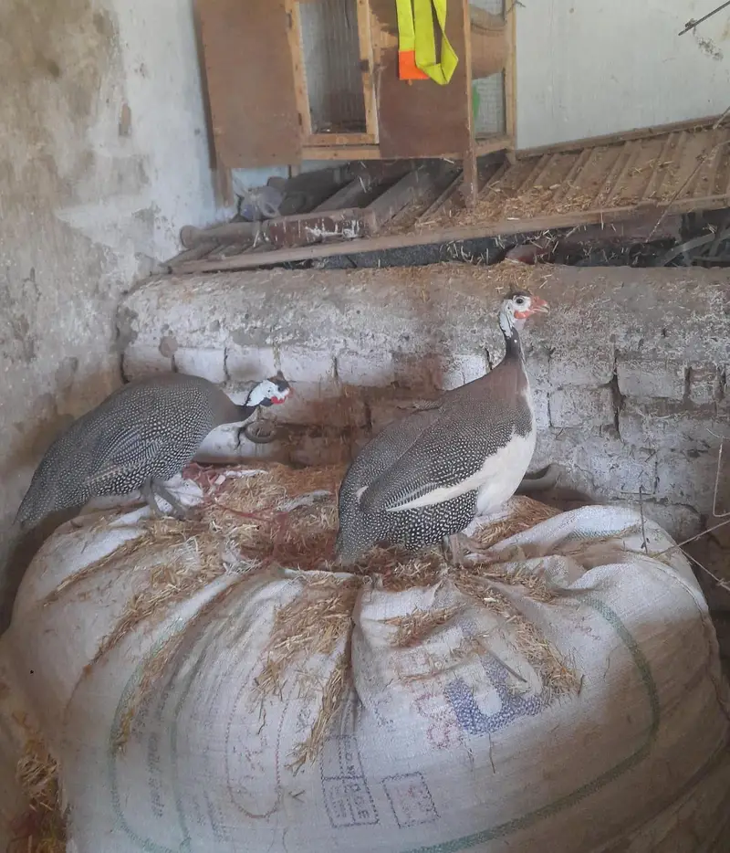 for sale morgah rawalpindi wtps  no 03185762063 — photo 11