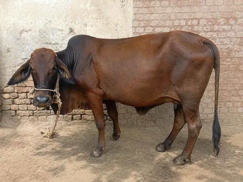pahla soa . gay. 296 GB patwariyan wala toba Tek Singh. 03042500296 — photo 2