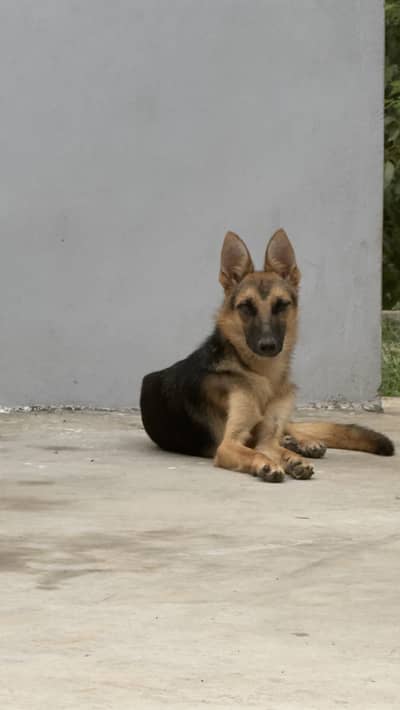 German shepherd