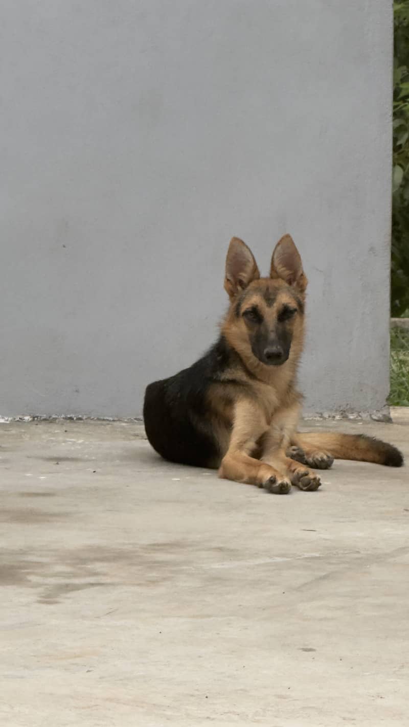 German shepherd 0