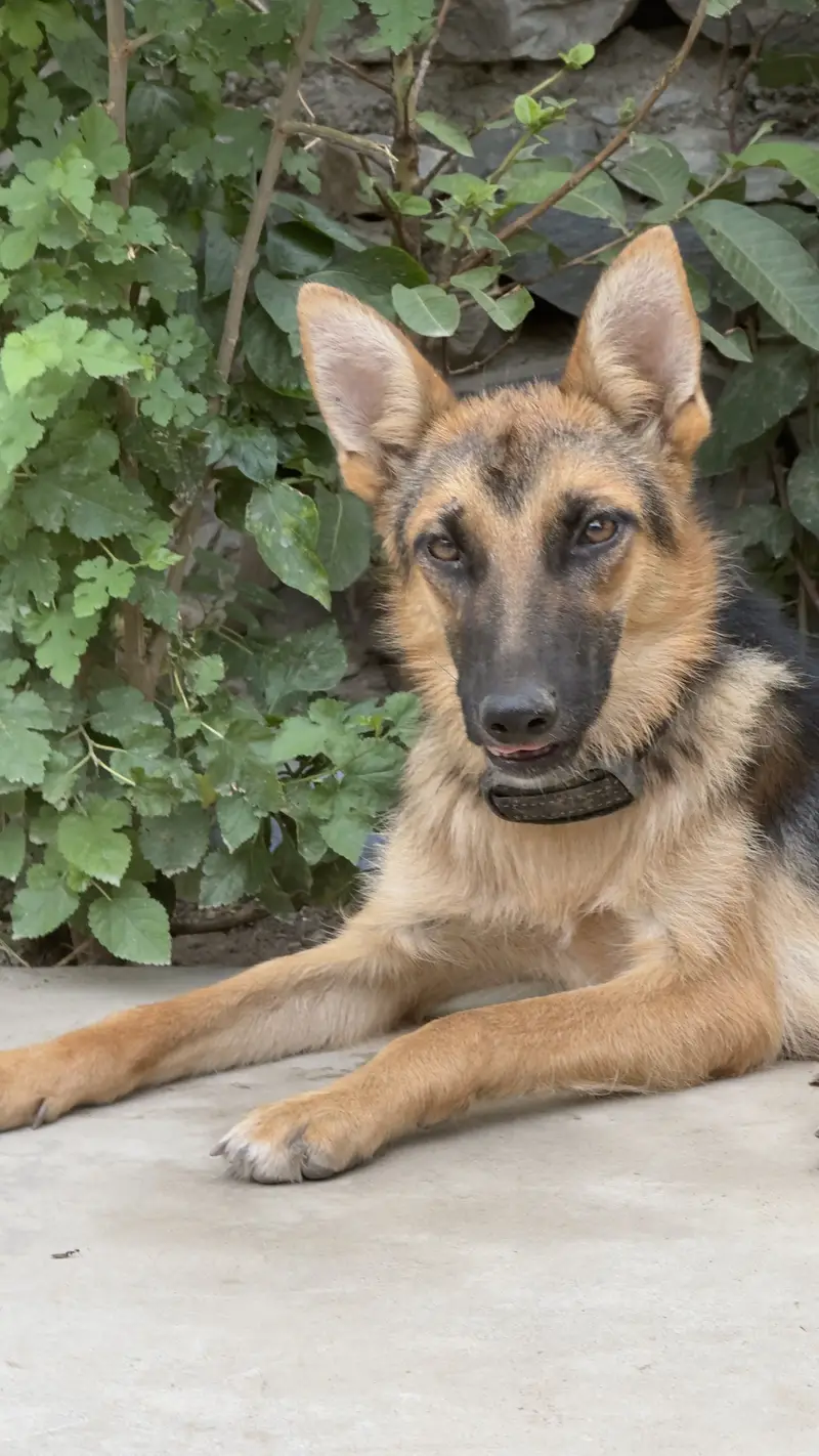 German shepherd — photo 2