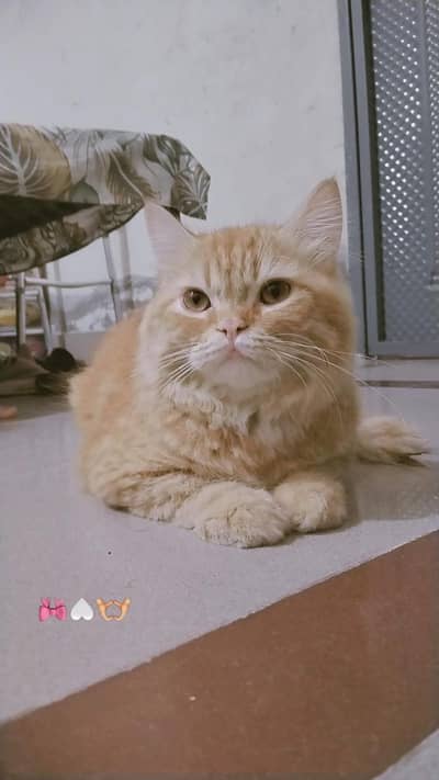 Persian double coat ready to bread white female ginger male