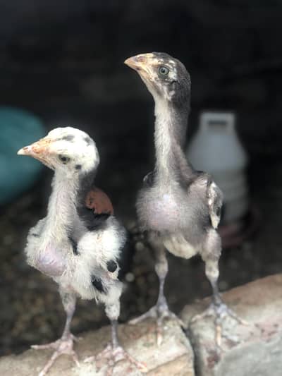 Thai Aseel chicks