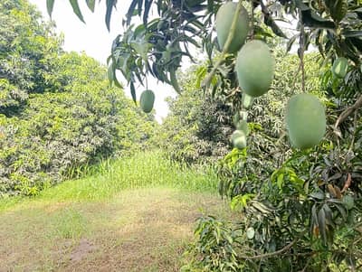 Prime Location 92 Marla Farm House Is Available For Sale