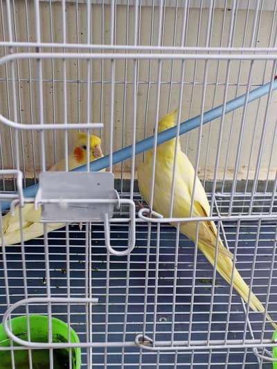 selling parrot