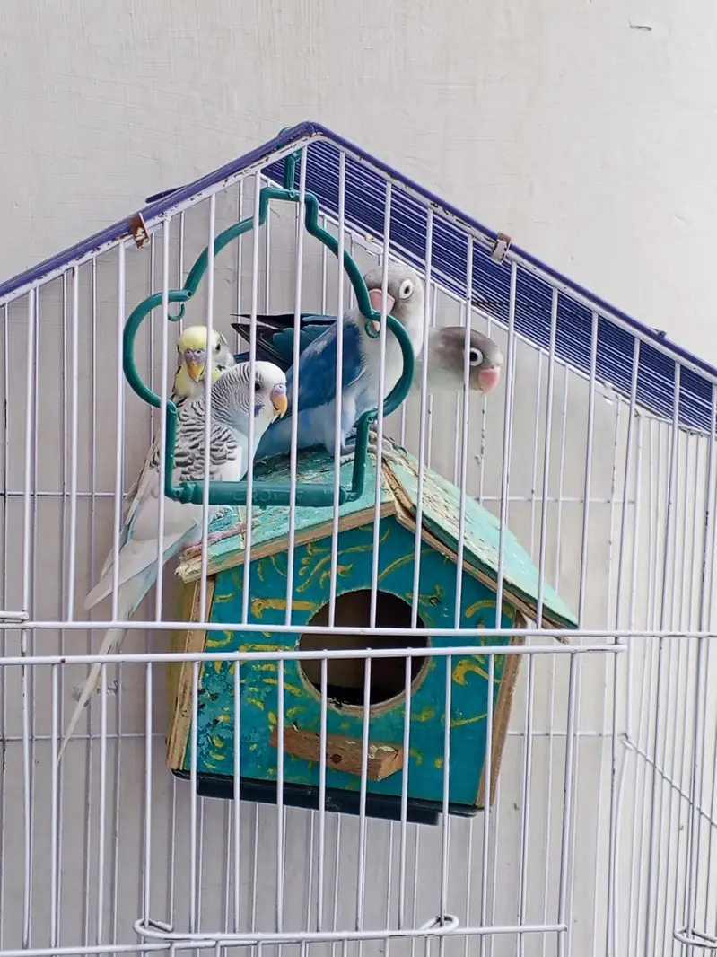 selling parrot — photo 2