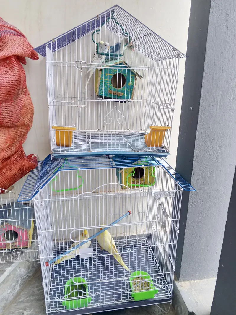 selling parrot — photo 3