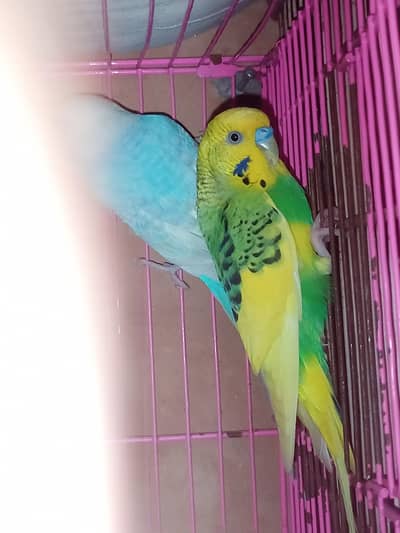 Pied male Budgie / Australian parrot