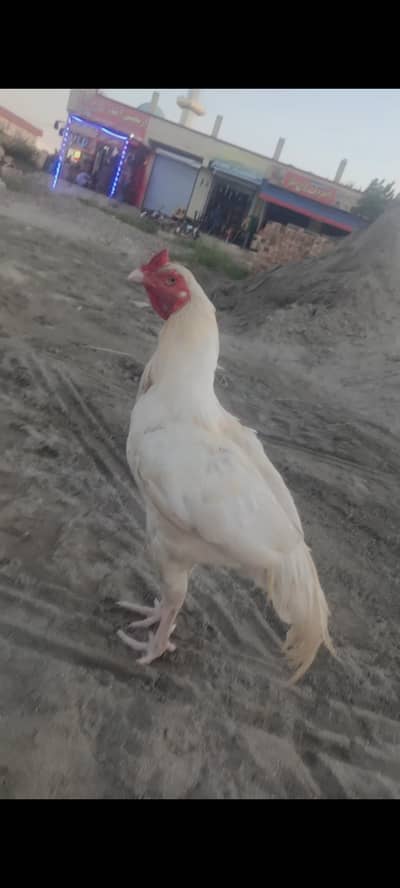 Aseel For sale