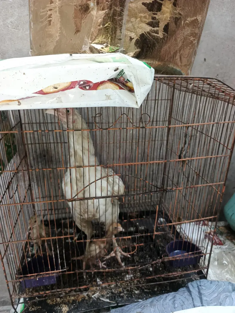 heera aseel female — photo 2
