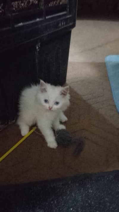 Persian Adult Female Cat & Kitten – Double Coat | 12,000 & 6,000 PKR