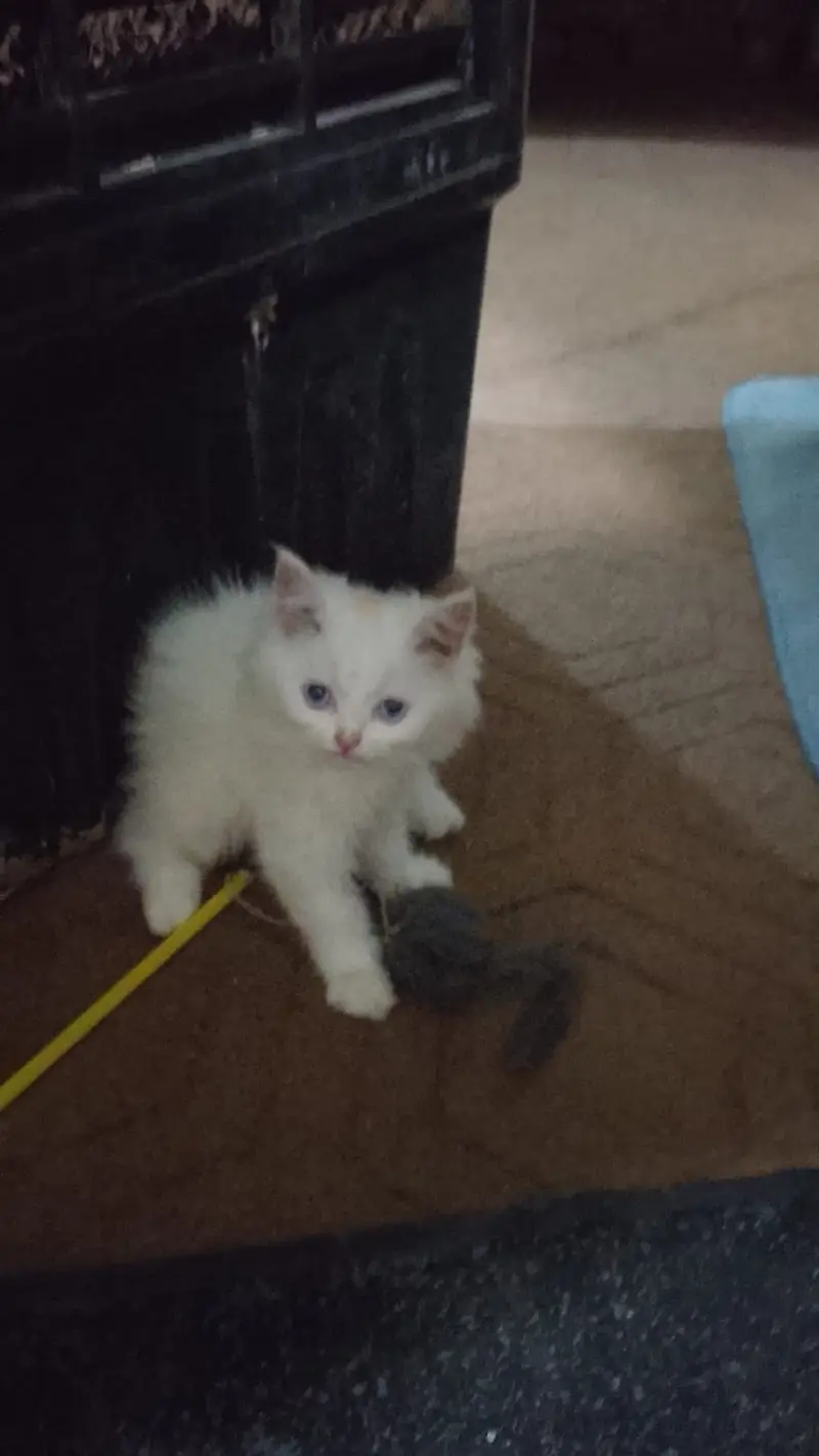 Persian Adult Female Cat & Kitten – Double Coat | 12,000 & 6,000 PKR